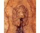 Lion Face Insert