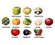 Vegetable Patterns
