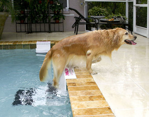 PoolPup XL Pet Safety Ramp - Fast FREE FedEx Shipping!