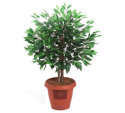 Amcor AM-70 Ficus Tree Air Purifier