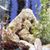 Decorative Plants