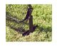 Steel Ground Stakes